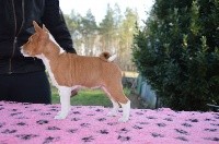 CHIOT