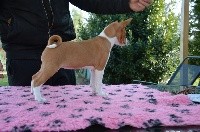 CHIOT