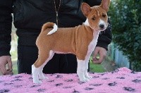 CHIOT