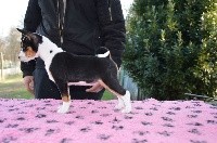 CHIOT