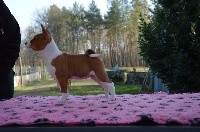 CHIOT